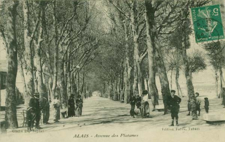 Avenue des platanes