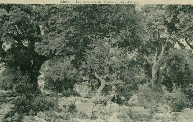 Sous-bois de Yeuses au Val d'Arènes