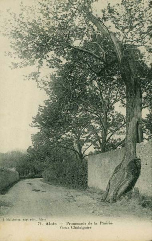 Promenade de la Prairie. Vieux châtaignier