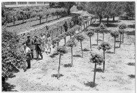 La plantation de mûriers de la station séricicole des Arcs sur Argens